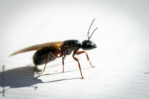 Flying Carpenter Ant Up Close  © Mainely Photos