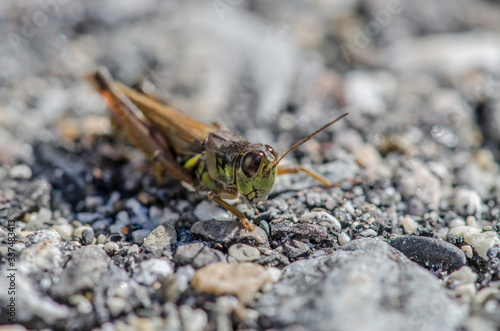 Grasshopper Up Close  © Mainely Photos