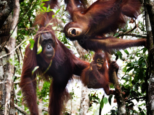 Orangutan family