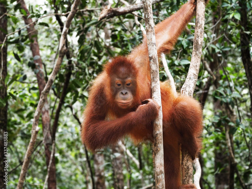 Juvenile orangutan in tree- Borneo