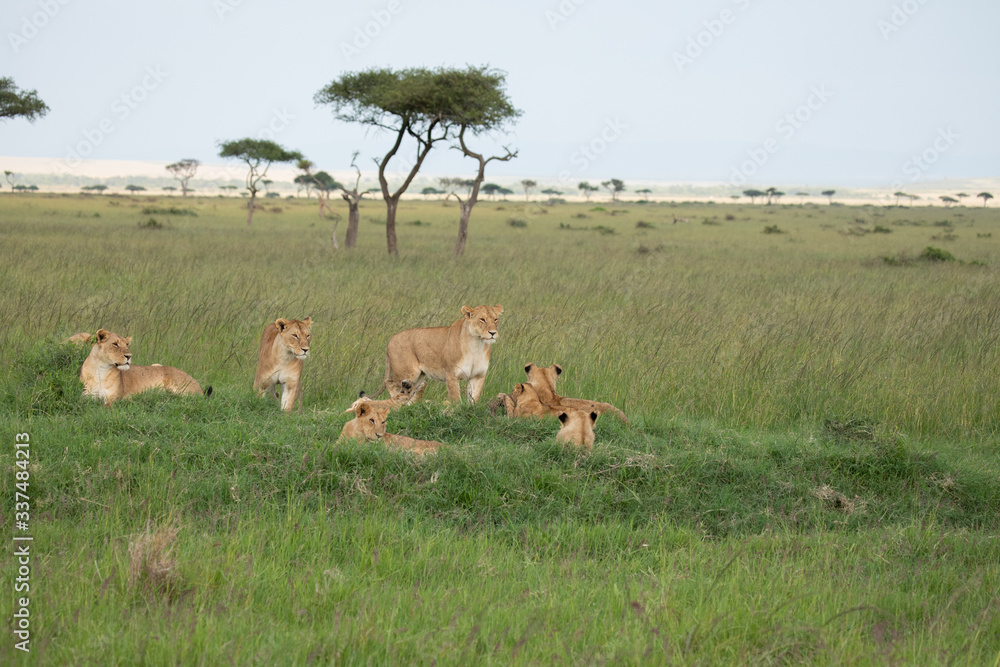 Fototapeta premium female lion with young lion in savannah