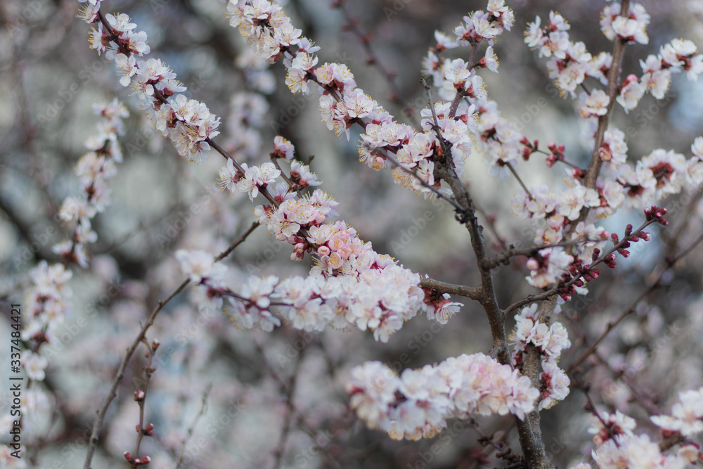 Balmy White-Pink Flowers on Blooming Apricot tree in the Spring time Balmy White-Pink Flowers on Blooming Apricot tree in the Spring time