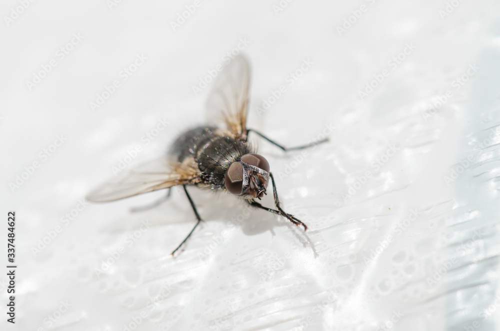 House Fly Up Close House Fly Up Close