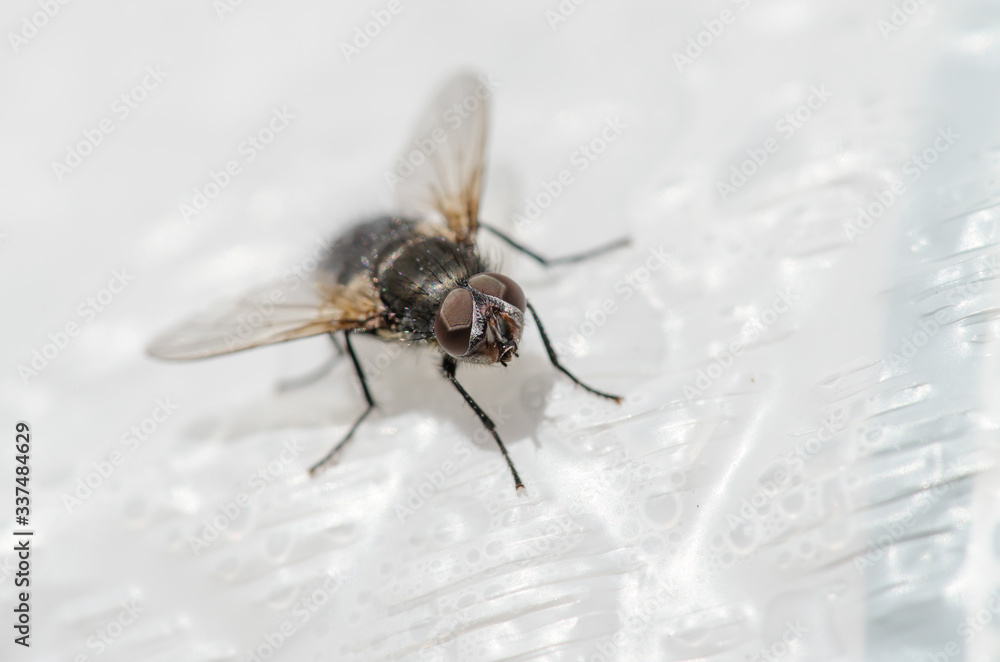 House Fly Up Close House Fly Up Close