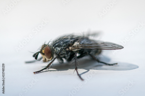 House Fly Up Close 