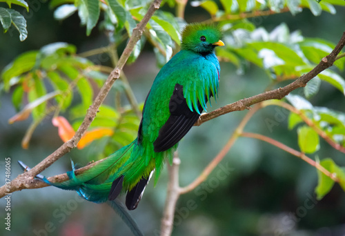 Close up of Male Resplendent Quetzal griping small branch for footing with tail feathers draped in a crook