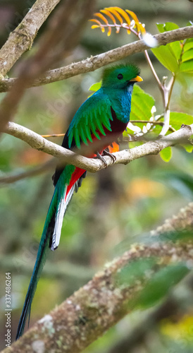 Male Resplendent Quetzal  crouchs between two branches with crest feather upraised © latitude59
