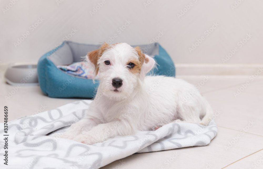 Obraz premium puppy, dog, white Terrier Jack Russell lying on a white blanket on the floor in the room, pet