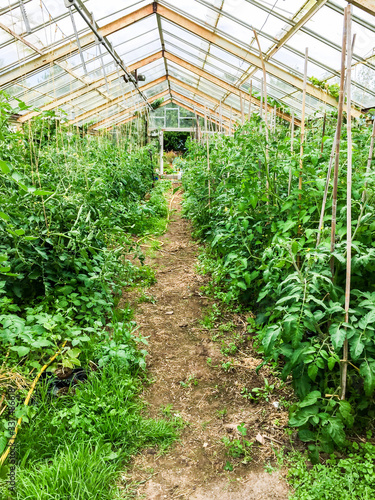 Rustic green house with tomato plants, supported by strings and stakes.