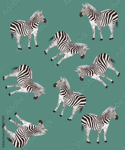 zebras and zebra pattern 