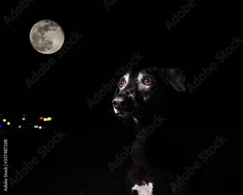 Greyhound in the night