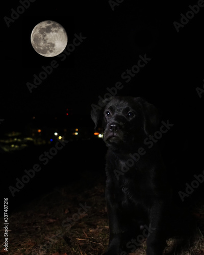 black labrador retriever in the night