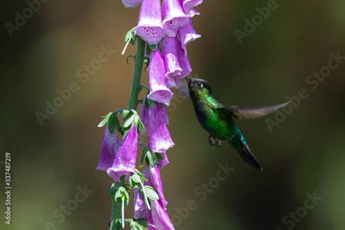 Fiery-throated Hummingbird with beak almost all the way inserted into purple bloom photo