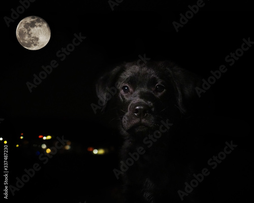black labrador puppy with supermoon