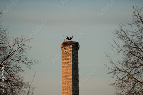 
storks make nests in a city under construction in the Grodno region of Belarus