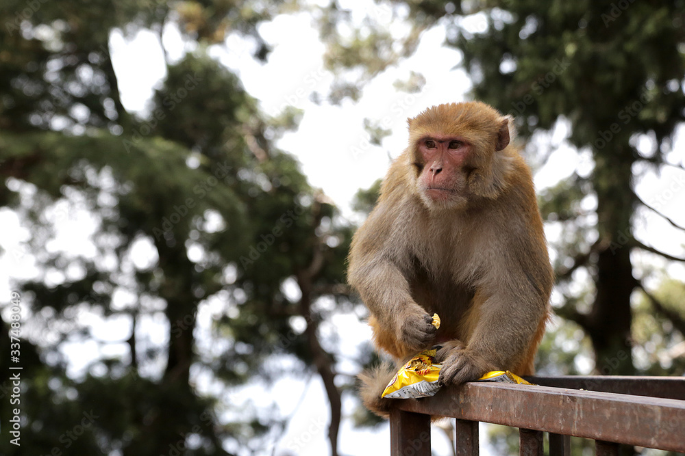 Fototapeta premium Shimla, India 03/01/2020: A monkey stole a packet of chips near the Hanuman Temple.