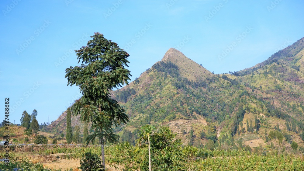 Obraz premium pine trees on a Kendil mountain slope in central java