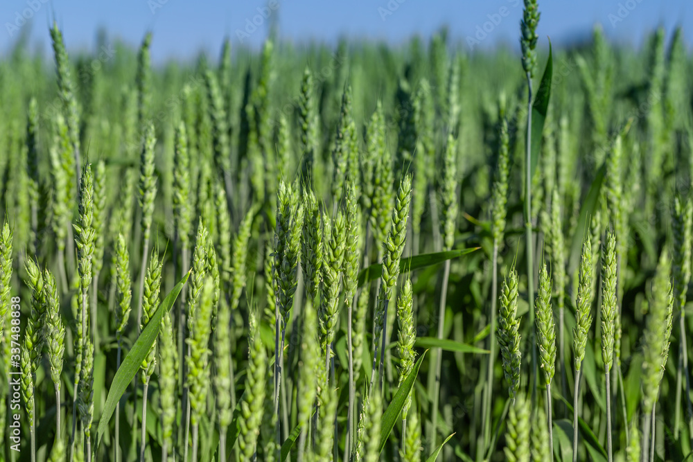 green wheat field green wheat field