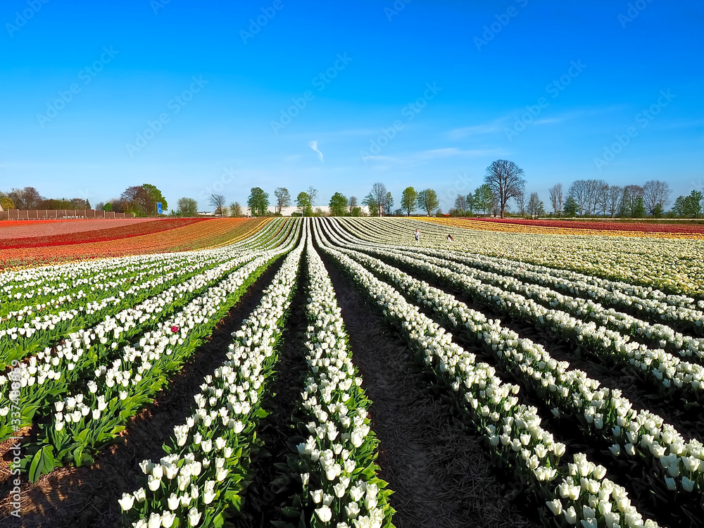 Agriculture - Colorful blooming tulip field Agriculture - Colorful blooming tulip field
