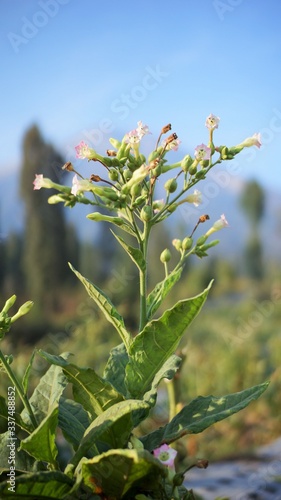 wild tobacco flowers against blue sky photo