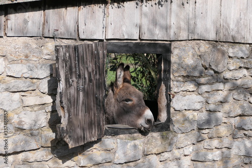 Esel schaut aus dem Stallfenster photo