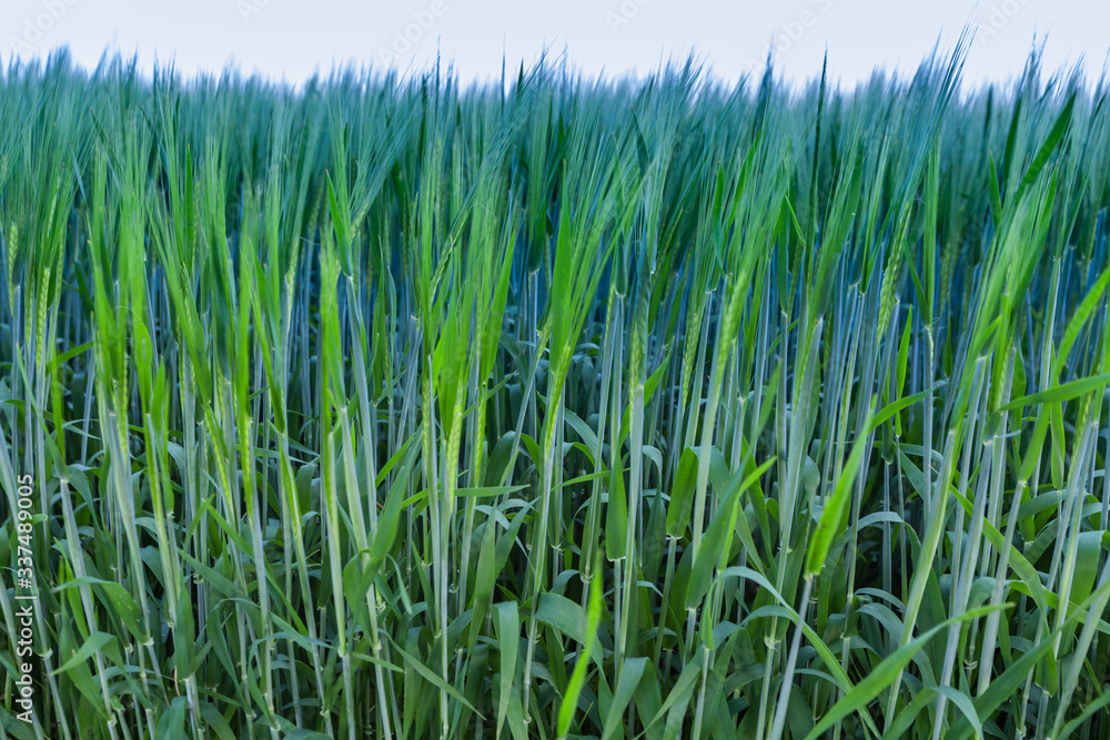 Obraz premium wheat field and blue sky
