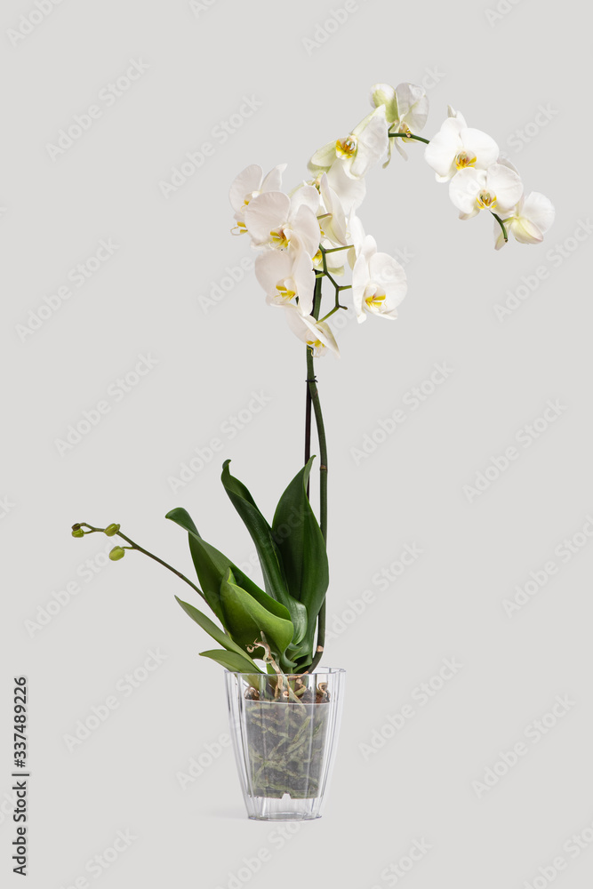 Beautiful and fragrant white phalaenopsis orchid in a pot on a gray background. On one of the stems buds begin to blossom