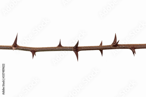 Thorns branch isolated on a white background. Twig with thorns isolated on white background.  photo