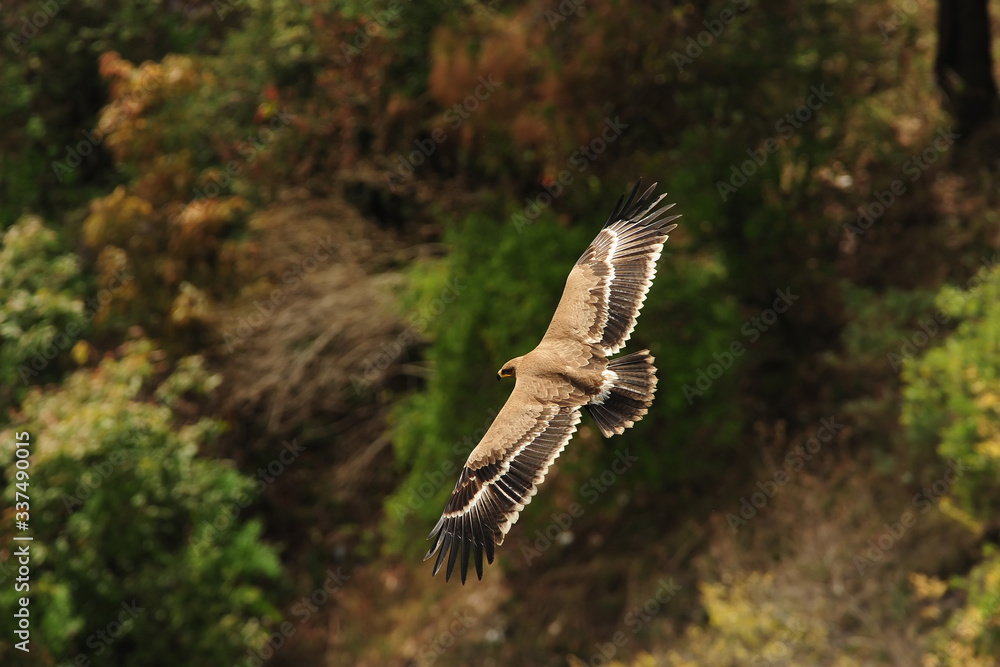 Obraz premium Steppe Eagle