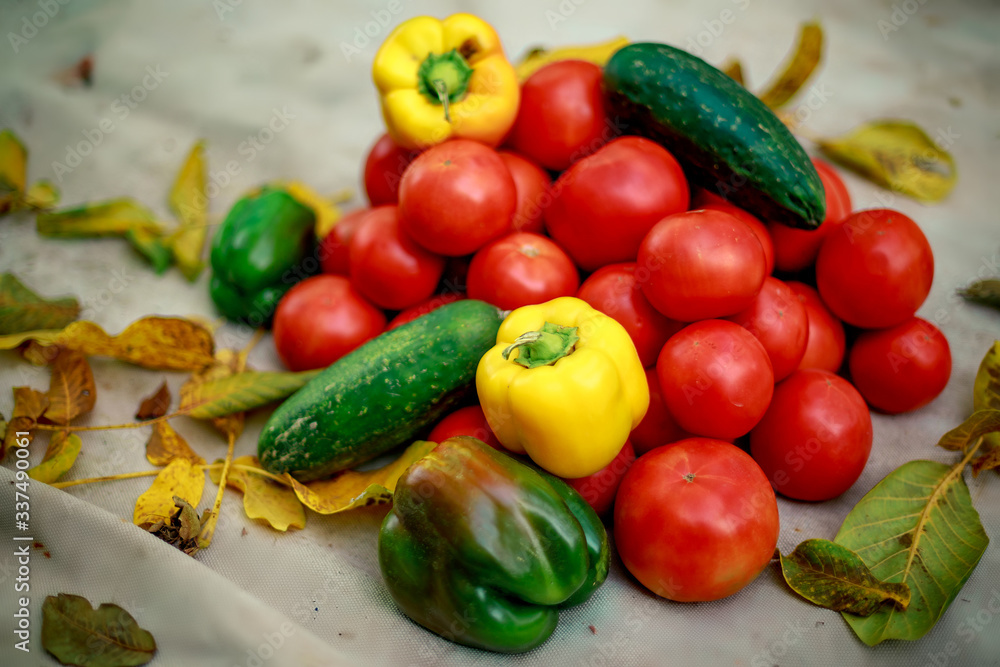 autumn harvest in the village, tomatoes, peppers and cucumbers