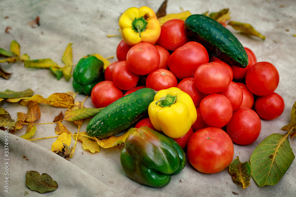 autumn harvest in the village, tomatoes, peppers and cucumbers autumn harvest in the village, tomatoes, peppers and cucumbers