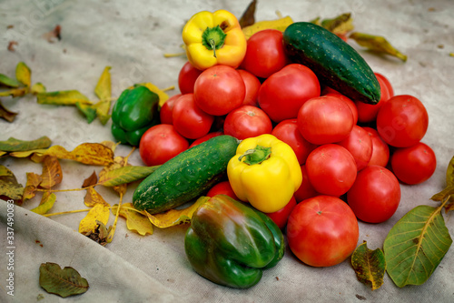 autumn harvest in the village, tomatoes, peppers and cucumbers