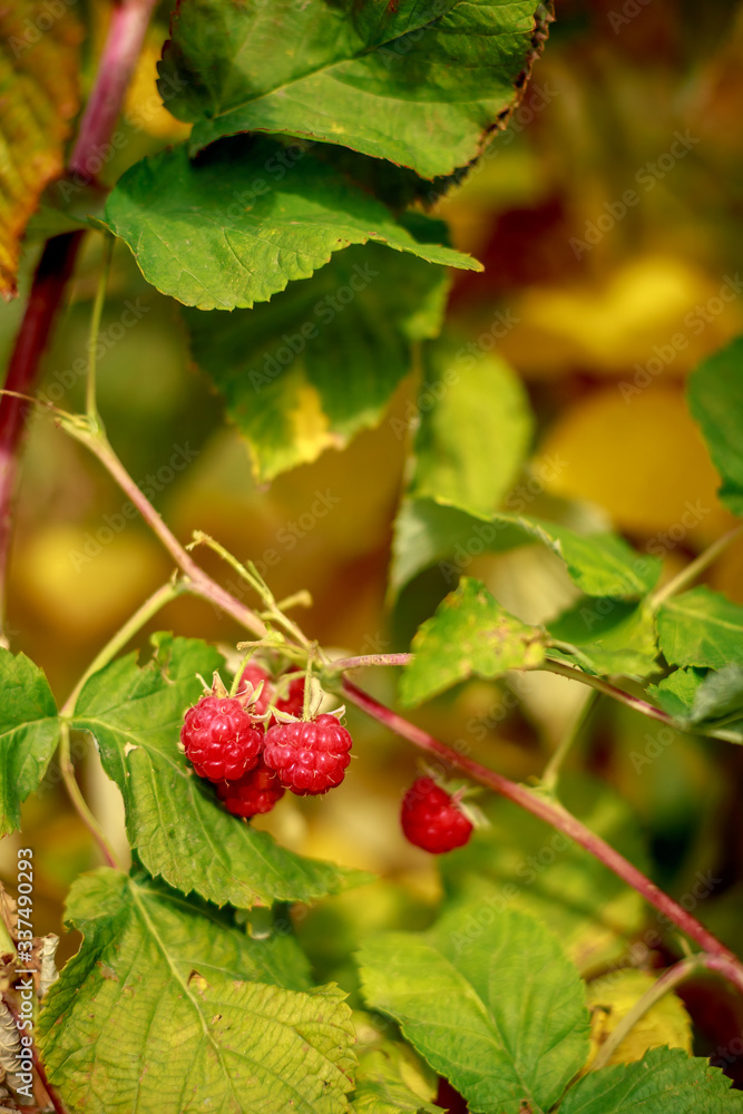 raspberry on a bush in green leaves raspberry on a bush in green leaves