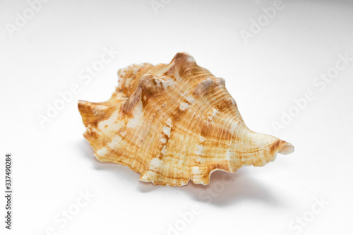 seashell mollusk isolate on a white background listen to the sound of the sea