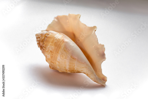 seashell mollusk isolate on a white background listen to the sound of the sea