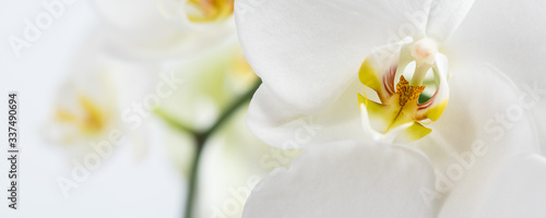 Beautiful and fragrant white phalaenopsis orchid close up. Orchid family flowering plant. Wide natural background with copy space