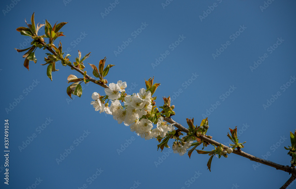 Cherry tree Cherry tree
