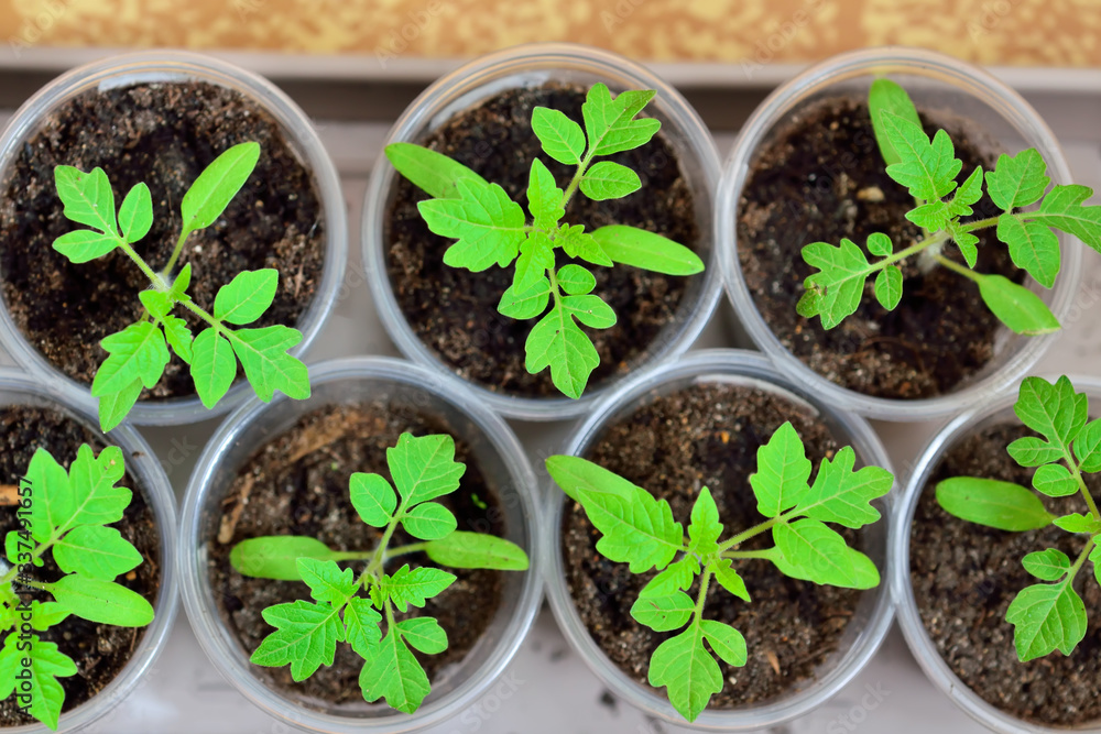 Tomato seedlings close up growing on the windowsill Tomato seedlings close up growing on the windowsill