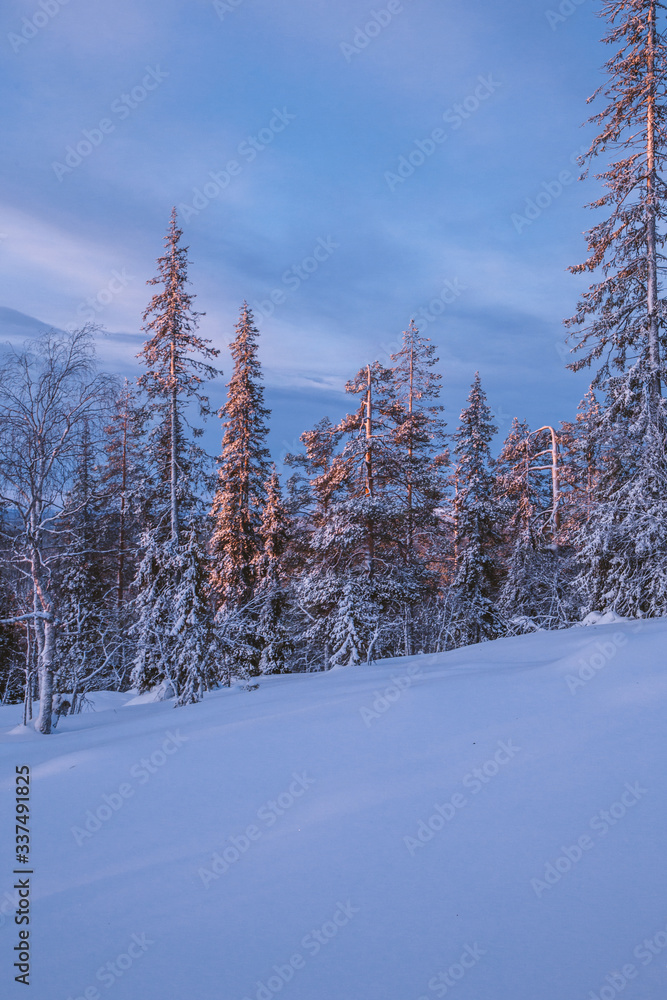 Fototapeta premium Fabulous Lapland forest in January
