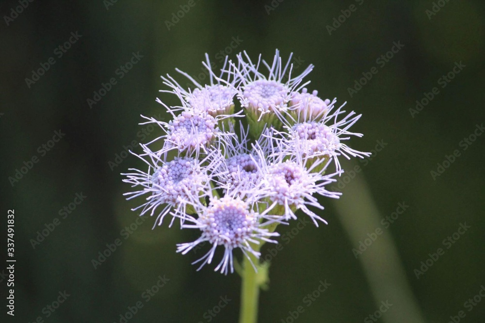 Flor lila. Macro fotografía.