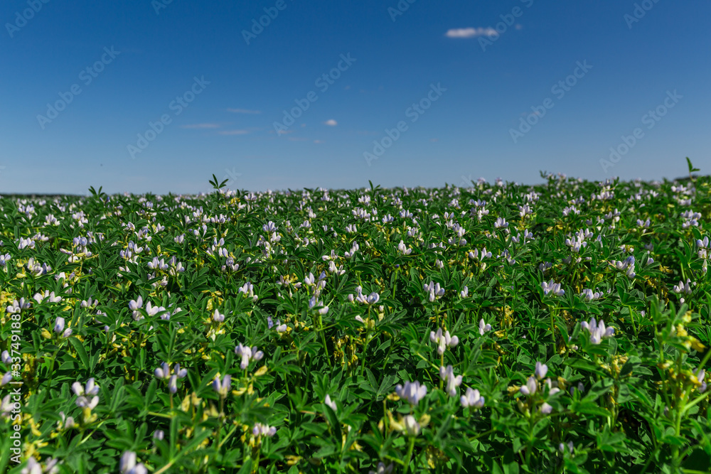 Field with white lupine crops
