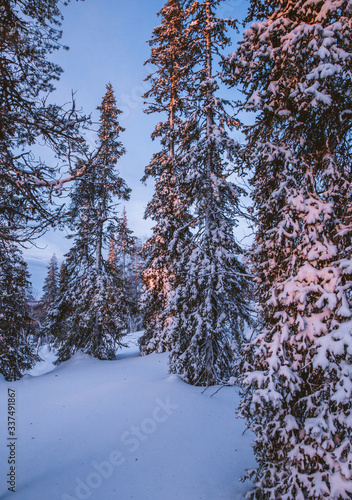 Wallpaper Mural Fabulous Lapland forest in January Torontodigital.ca