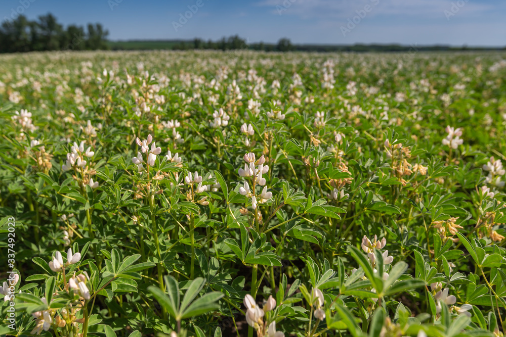 Field with white lupine crops Field with white lupine crops