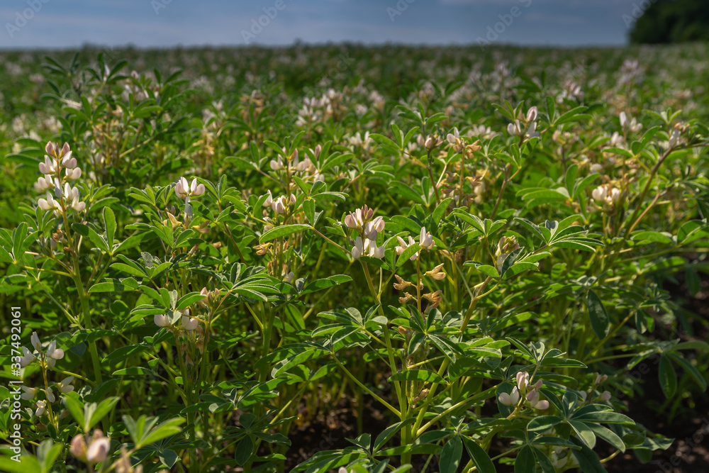 Fototapeta premium Field with white lupine crops