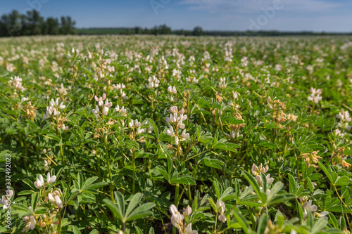 Field with white lupine crops