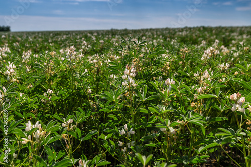 Field with white lupine crops