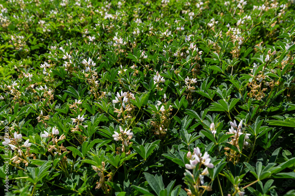 Field with white lupine crops Field with white lupine crops