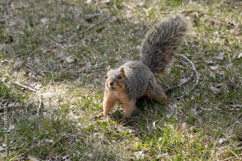 Wallpaper Mural eastern fox squirrel looking for food in the park on a sunny day Torontodigital.ca