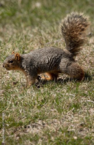 eastern fox squirrel looking for food in the park on a sunny day