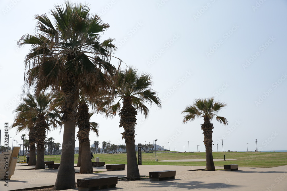 
beautiful coconut palm trees in a city park with wooden benches at a beach resort